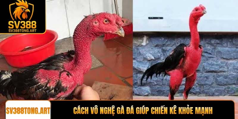 Cách vô nghệ gà đá giúp chiến kê khỏe mạnh