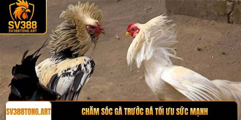 Chăm sóc gà trước đá tối ưu sức mạnh