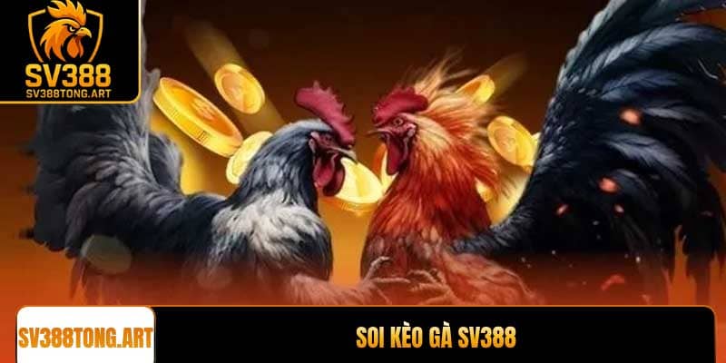 Soi kèo gà SV388: Bí quyết đặt cược thắng lớn từ chuyên gia