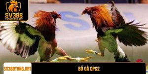 Bồ gà CPC2: Trải nghiệm đá gà trực tuyến chất lượng nhất
