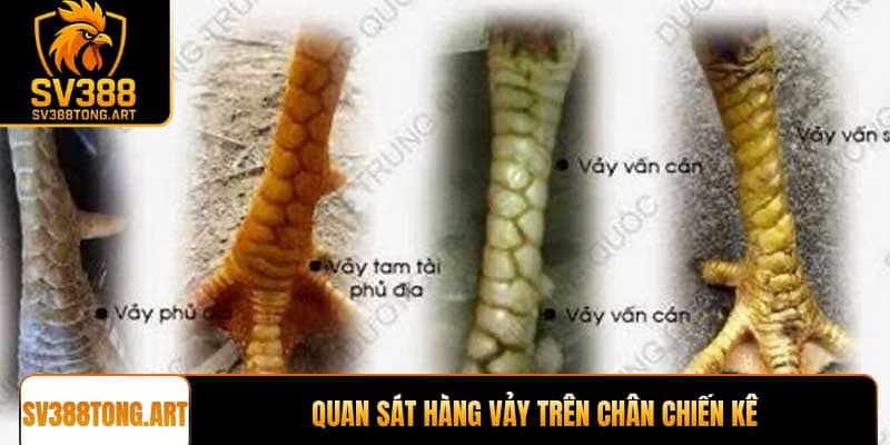 Quan sát hàng vảy trên chân chiến kê