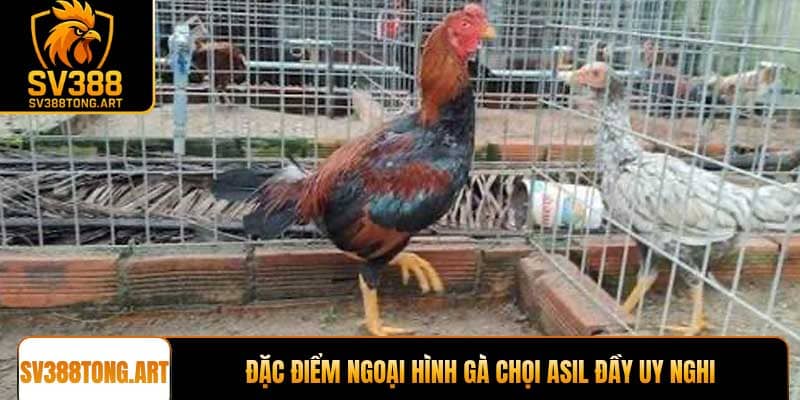 Đặc điểm ngoại hình Gà chọi Asil đầy uy nghi