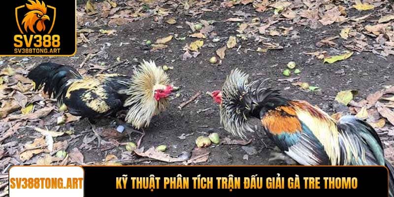 Kỹ thuật phân tích trận đấu giải gà tre Thomo