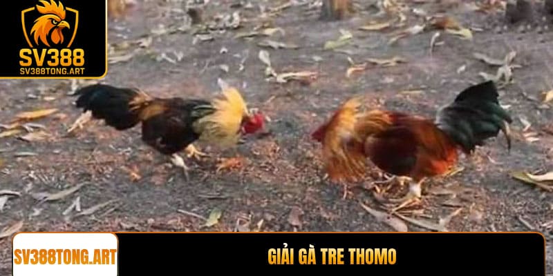 Giải gà tre Thomo: Trải nghiệm đỉnh cao tại SV388