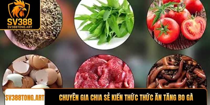 Chuyên gia chia sẻ kiến thức thức ăn tăng bo gà